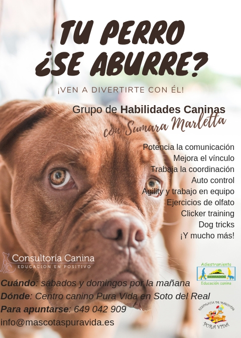 Emocionantes Competencias de Mascotas en Español