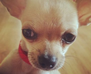 Coco_chiw