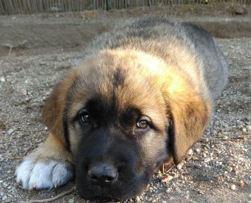 vader
