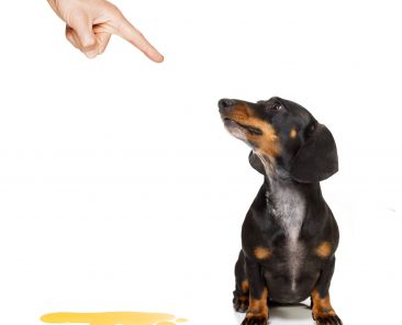 dachshund sausage dog being punished for urinate or pee at home by his owner, isolated on white background